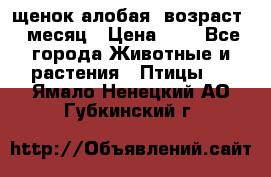 щенок алобая .возраст 1 месяц › Цена ­ 7 - Все города Животные и растения » Птицы   . Ямало-Ненецкий АО,Губкинский г.